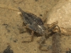 Nepa cinerea