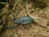 Nepa cinerea