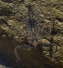 Nepa cinerea