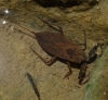 Nepa cinerea