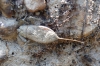 Nepa cinerea