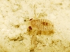 Ninfa de Corixinae
