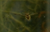 Notonecta sp.