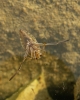 Notonecta sp.