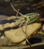 Notonecta sp.