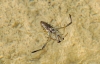 Notonecta sp.