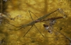 Ranatra linearis