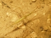 Ranatra linearis