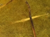 Ranatra linearis