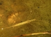 Ranatra linearis