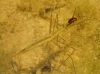 Ranatra linearis
