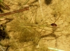 Ranatra linearis