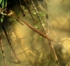 Ranatra linearis