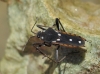 Velia rivulorum Velia rivulorum