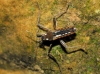 Velia sp.