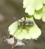 Velia caprai