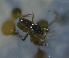 Velia rivulorum Velia rivulorum