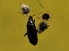 Anthocoridae