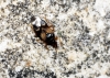 Anthocoris sp.
