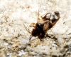 Anthocoris sp.