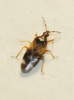 Anthocoris sp. Anthocoris sp.