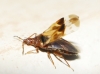 Anthocoris sp.