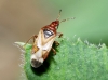 Anthocoris cf. visci Anthocoris cf. visci