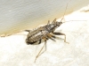 Himacerus apterus Himacerus apterus