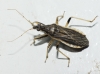 Himacerus major Himacerus major