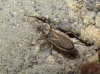 Himacerus major
