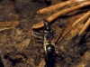 Himacerus mirmicoides
