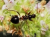 Himacerus mirmicoides ? 1d3