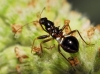 Himacerus mirmicoides ? 2d3