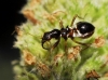 Himacerus mirmicoides ? 3d3