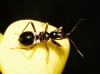 Himacerus mirmicoides