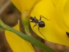 Himacerus mirmicoides