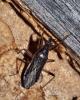 Himacerus major