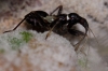 Himacerus mirmicoides