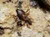 Himacerus mirmicoides