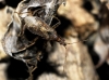 Himacerus mirmicoides