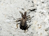 Himacerus mirmicoides