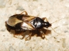Lyctocoris campestris