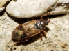 Lyctocoris campestris