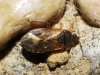Lyctocoris campestris