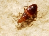 Ninfa de Anthocoridae