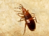 Ninfa de Anthocoridae