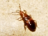 Ninfa de Anthocoridae
