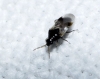 Orius sp. Orius sp.