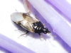 Orius sp. Orius sp.