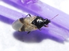 Orius sp. Orius sp.